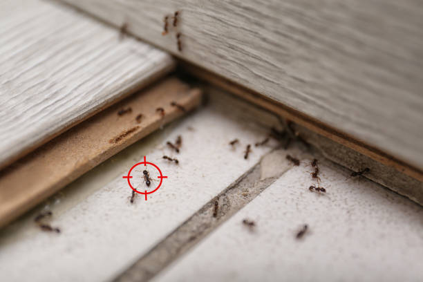 Professional Pest Control in Waverly, TN