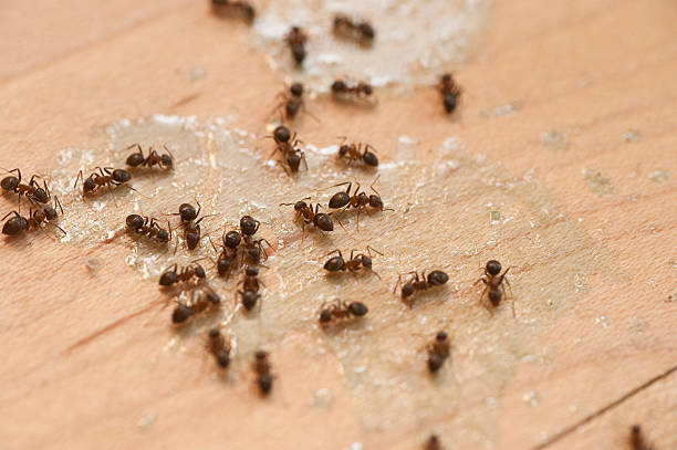 Best Residential Pest Control  in Waverly, TN